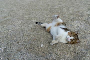 Fototapeta premium Ligende Katze.