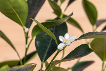 Tangerine tree blooms in a pot on a rustic background. Bonsai