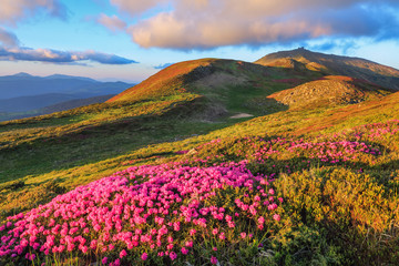 Fototapeta na wymiar Lawn with rhododendron flowers. Mountains landscapes. The wide trail. Location Carpathian mountain, Ukraine, Europe. Beautiful summer wallpaper. Colorful background.