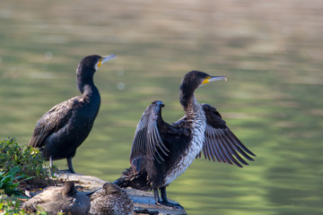 Two The great cormorant (Phalacrocorax carbo) sitting near to water lake