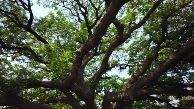 Big Giant rain tree or Monkey pod in Kanchanaburi, Thailand