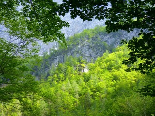 Fototapeta premium forest