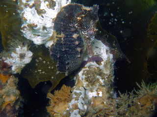 Close up of a wild brown colored Whites seahorse, sea horse (Hippocampus Whitei) clinging at the shark net of Watsons Bay aquatic pool