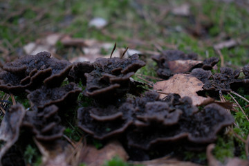 Mushrooms are poisonous in dry leaves