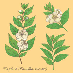 Tea collection. Hand drawn tea plant camellia sinensis with flowers
