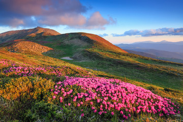 Plakat Lawn with rhododendron flowers. Mountains landscapes. The wide trail. Location Carpathian mountain, Ukraine, Europe. Beautiful summer wallpaper. Colorful background.