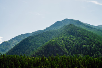 Green hill top under clear blue sky. Vivid green mountains completely covered by forest in sunny day. Wonderful scenic alpine landscape with woods hills. Colorful highland scenery with lush greenery.
