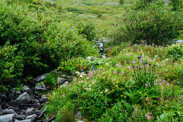 Vast variety of herbs and flowers near spring water among stones. Mountain clear water stream near motley grass. Rich vegetation of highlands. Small river among rich flora. Beauty of alpine nature.