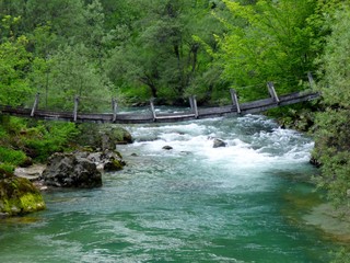 Obraz premium forest