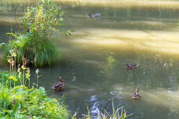 Wild ducks are swimming in the pond. Flock of ducks in the lake