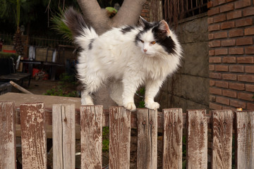 Weiße Katze.