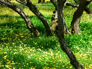 Fototapeta premium forest