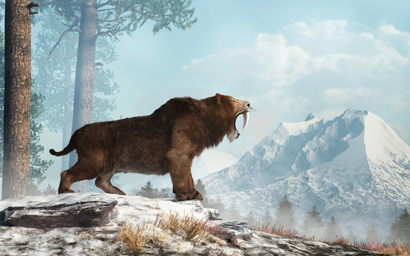 A saber tooth cat stands on a snowy hill and roars into the valley below.  Smilodon populator, the largest cat ever, lived during the Pleistocene era in South America. 3D Rendering 	