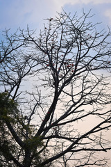 old tree tree with blue sky