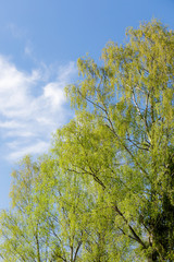 Birch tree foliage growing at spring