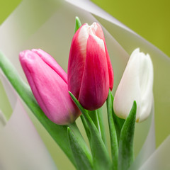 Naklejka premium bouquet of tulips on green background