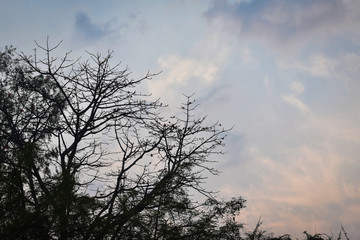 Fototapeta premium old tree tree with blue sky