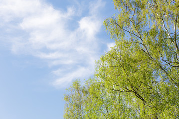 Birch tree foliage growing at spring