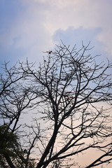 Fototapeta na wymiar India - March 6, 2020: old tree tree with blue sky
