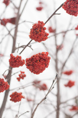 white, red time, year, background, winter, tree, red, Christmas, plant, branch, snow, Rowan