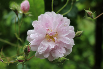 White flower in a garden