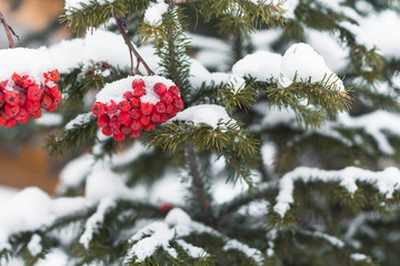 white, red time, year, background, winter, tree, red, Christmas, plant, branch, snow, Rowan