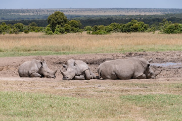 Naklejka premium three white rhinos lazing by a muddy water hole