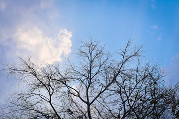 Fototapeta na wymiar old tree tree with blue sky