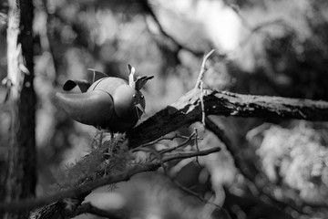 black and white photo of the figurine of the king of the birds sitting on a branch