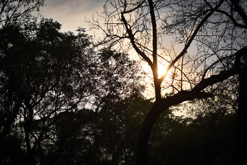 Fototapeta na wymiar sunset behind the tree look like a golden pearl