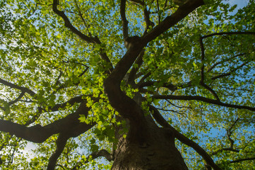 Tree with Green Leaves from a Low Angle 