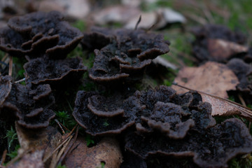 Mushrooms are poisonous in dry leaves
