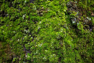 Obraz premium green moss on the tree