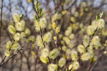 Spring willow branches with blooming yellow buds