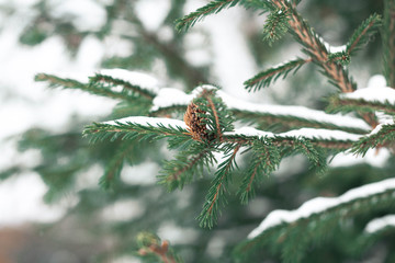 outdoor nature snow cold winter pine forest snow tree natural season frost white ice landscape...