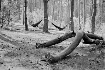 black and white photo of hammocks in a pine forest