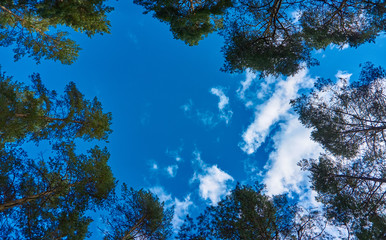 The tops of the pines shot from below, against a backdrop of blue with clouds of sky