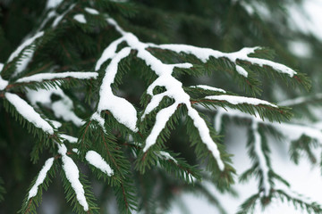 outdoor nature snow cold winter pine forest snow tree natural season frost white ice landscape...