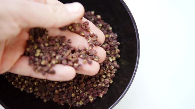 4K Man showing exotic oriental spice beads resembling black pepper. Sichuan pepper or Chinese pepper, Timur or Nepali pepper is very popular in cuisines of Tibet, Bhutan, Nepal, Thailand