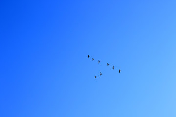 clear sky and migration birds