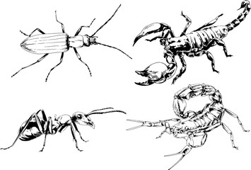 vector drawings sketches different insects bugs Scorpions spiders drawn in ink by hand , objects with no background