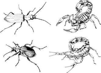 vector drawings sketches different insects bugs Scorpions spiders drawn in ink by hand , objects with no background