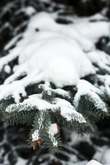 outdoor nature snow cold winter pine forest snow tree natural season frost white ice landscape environment frozen spruce Park tree December lovely scene trees needles fresh green snowflake coniferous 