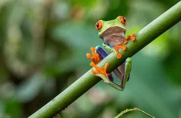 Fotobehang tree frog © Yuriko David
