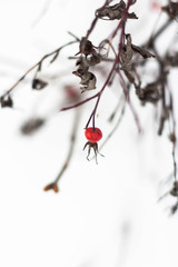 fresh bunch garden plant snow background close up outdoor Christmas tree nature natural snowy season December Weather frost red branch berries ice cold winter bright beauty berry Rowan Rowan under sno