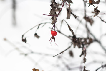 fresh bunch garden plant snow background close up outdoor Christmas tree nature natural snowy season December Weather frost red branch berries ice cold winter bright beauty berry Rowan Rowan under sno