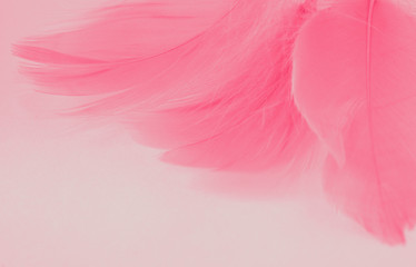 Beautiful pink feathers with copy space