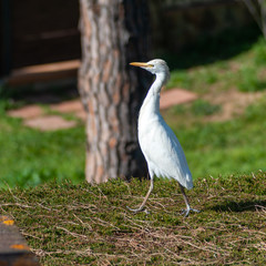 Egret strolling through hedgerow in sunny afternoon