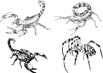 vector drawings sketches different insects bugs Scorpions spiders drawn in ink by hand , objects with no background