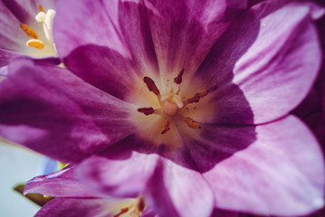 Fototapeta na wymiar Tulips Macro. holiday mother's day. March 8. happy Birthday. flowers. background